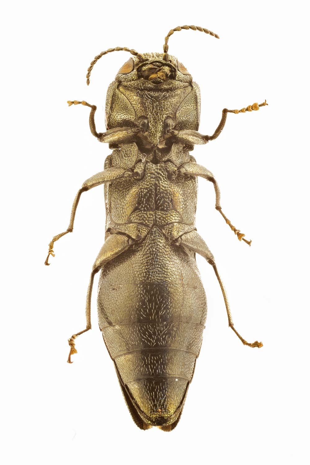 Thomas Coppée - Agrilus (Quercuagrilus) angustulus - réf. 249406 (999 x 1499 pixels, 179 ko)
