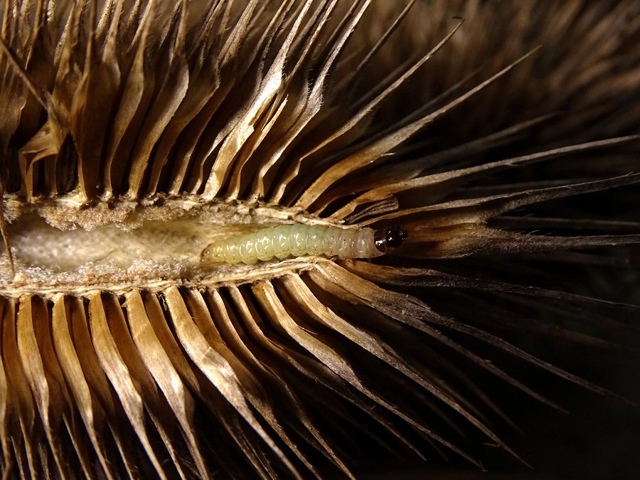 Léopte - Endothenia sp. - réf. 249080 (900 x 675 pixels, 136 ko)