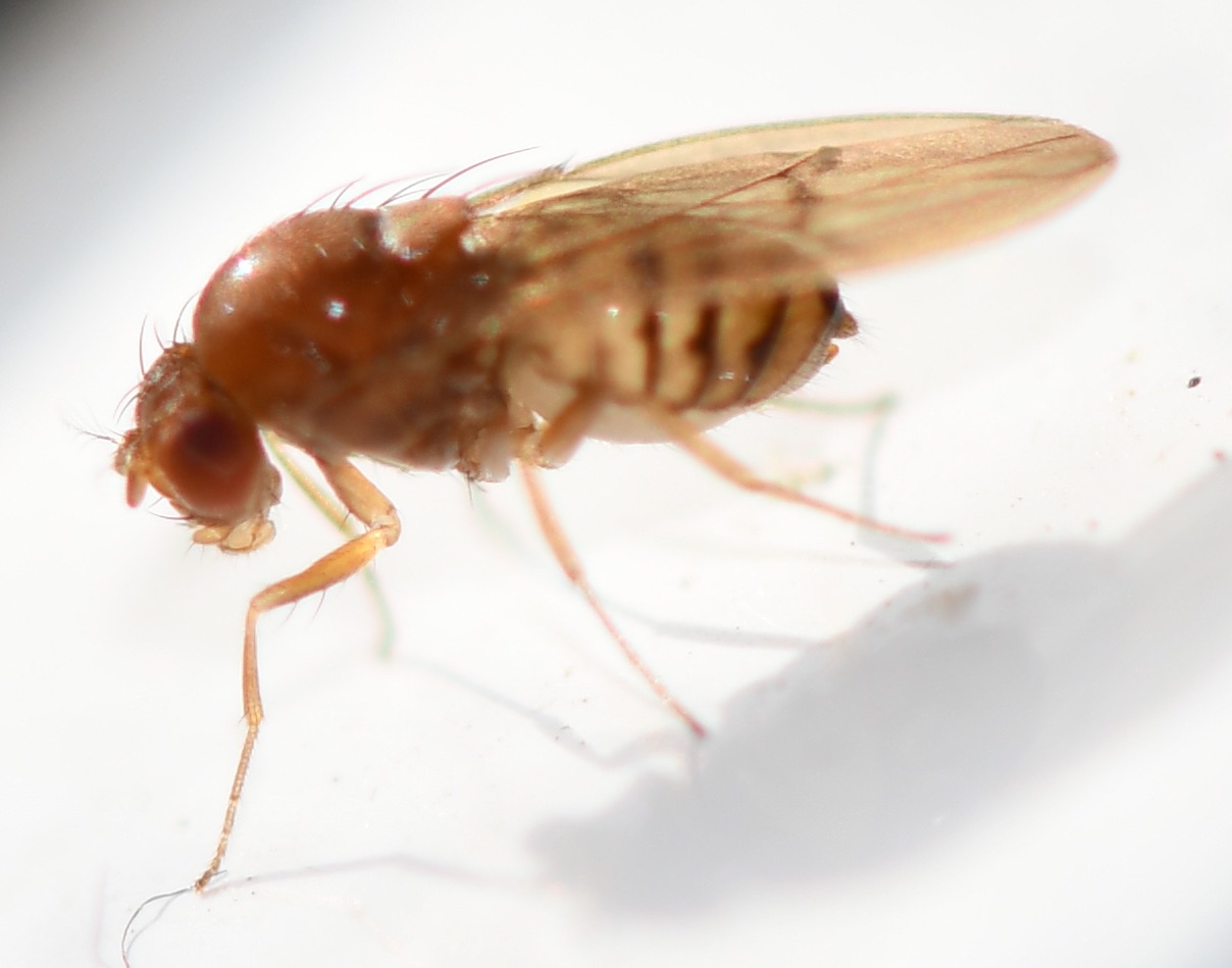 Jean-Michel GAREL - Drosophila sp. - réf. 249151 (1208 x 949 pixels, 116 ko)