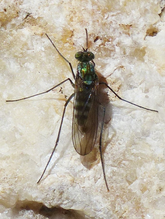 Brigitte Emmery - Liancalus virens - réf. 249905 (696 x 926 pixels, 146 ko)