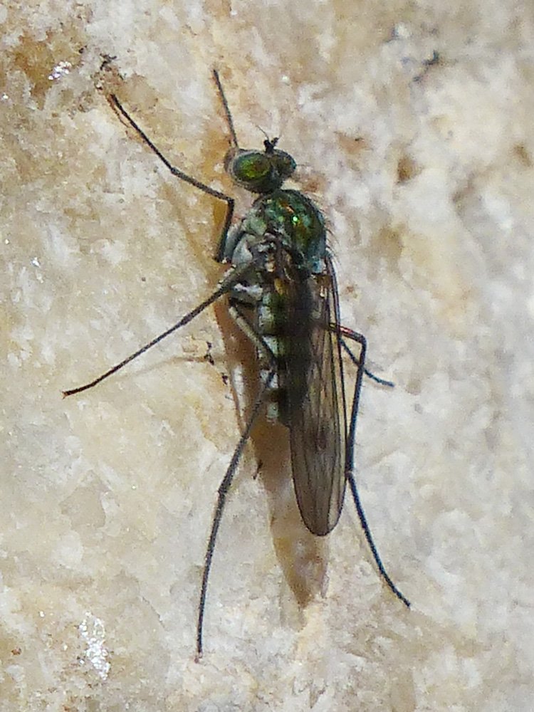 Brigitte Emmery - Liancalus virens - réf. 249906 (750 x 1000 pixels, 142 ko)