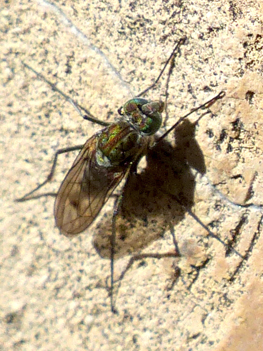Brigitte Emmery - Liancalus virens - réf. 249907 (539 x 720 pixels, 215 ko)
