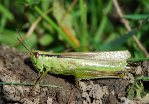 Réf. 25 225 : Mecostethus parapleurus parapleurus