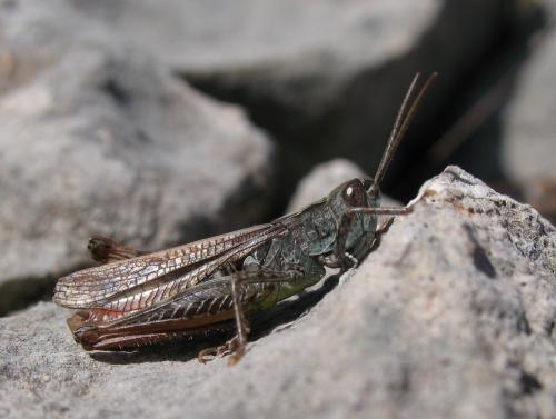 Chorthippus sp.