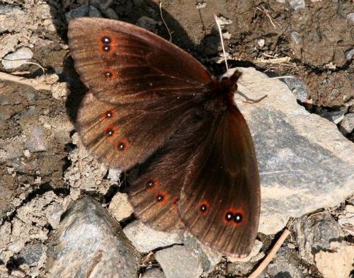 photo de papillon
