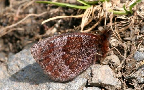 Réf. 25 994 : Erebia pronoe