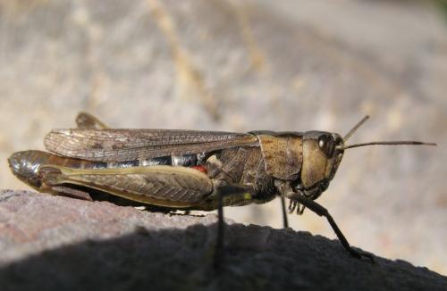 Chorthippus sp.