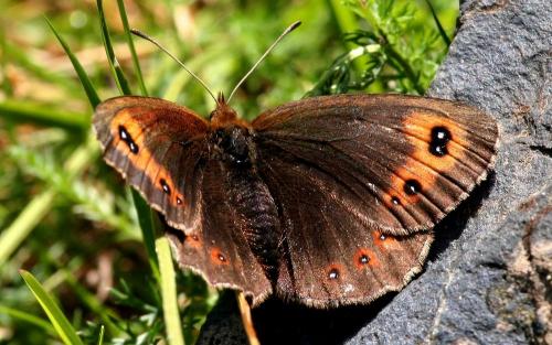 Erebia sp.