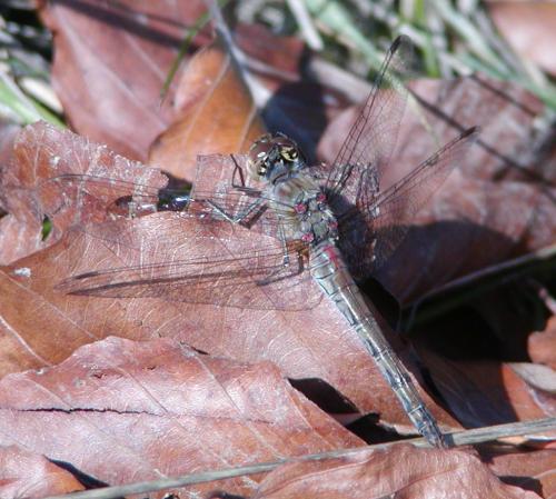 Sympetrum sp.