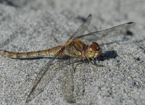 Sympetrum striolatum