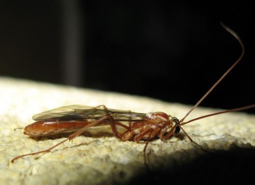 Ophion sp.