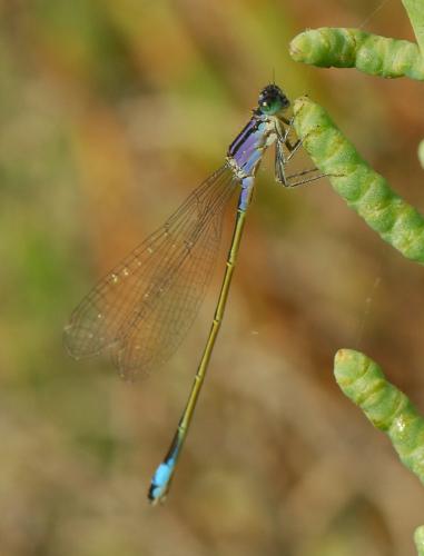 Ischnura elegans