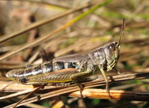 Pseudochorthippus parallelus