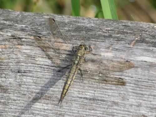 Orthetrum cancellatum