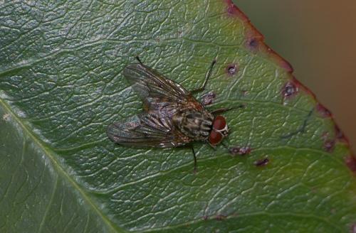 Phaonia sp.