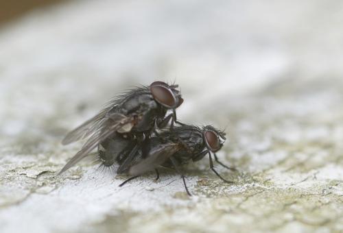 Réf. 25 648 : Muscina levida