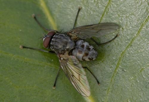 Helina sp.