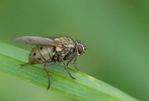 Réf. 25 526 : Coenosia tigrina