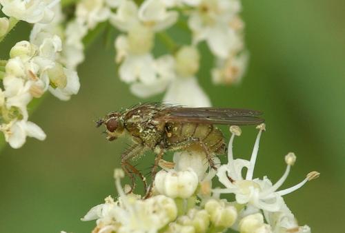 Scathophaga stercoraria