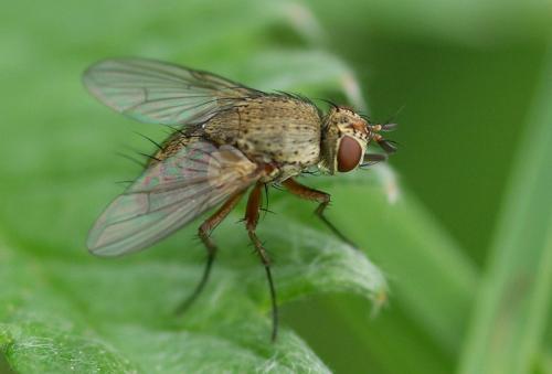 Siphona sp.