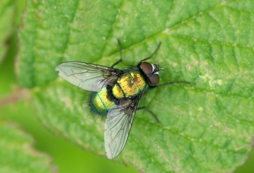 Lucilia sp.