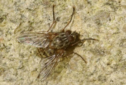 Réf. 25 707 : Phaonia sp.