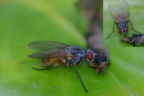 Pegomya sp.