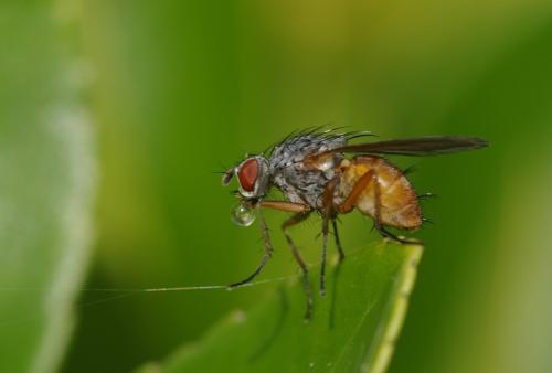 Réf. 25 760 : Pegomya sp.