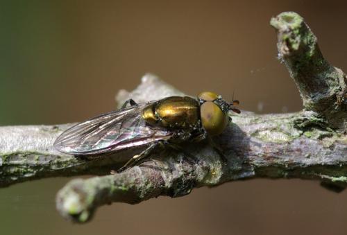 Réf. 25 835 : Riponnensia splendens