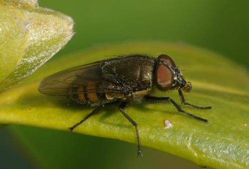 Stomorhina lunata