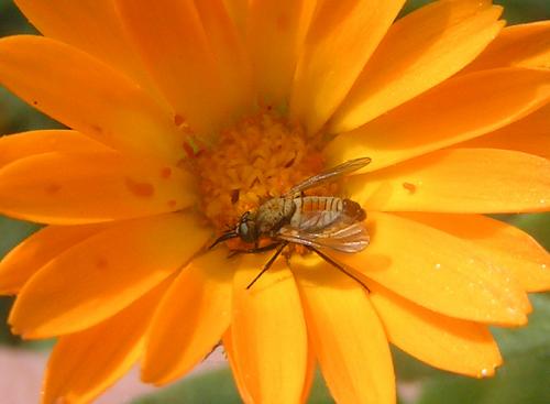 Réf. 25 035 : Usia versicolor
