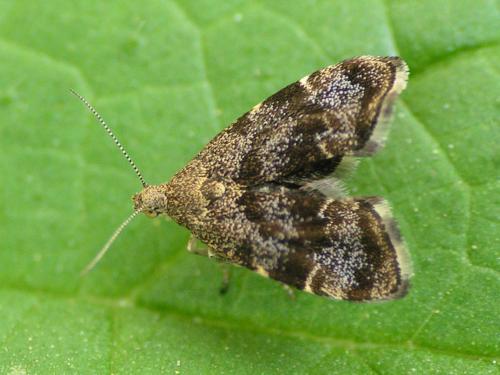 Anthophila fabriciana