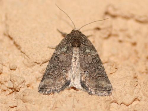 Bryophila sp.