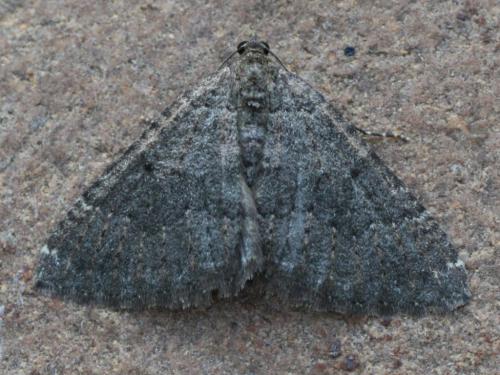 Réf. 25 113 : Scotopteryx sp.