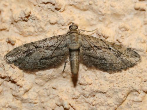 Eupithecia sp.