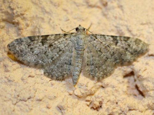 Réf. 25 173 : Eupithecia semigraphata