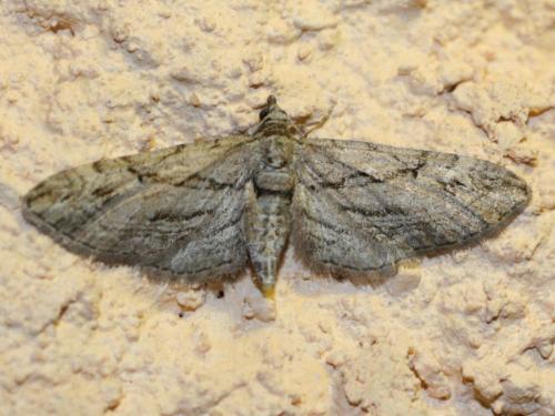 Eupithecia sp.