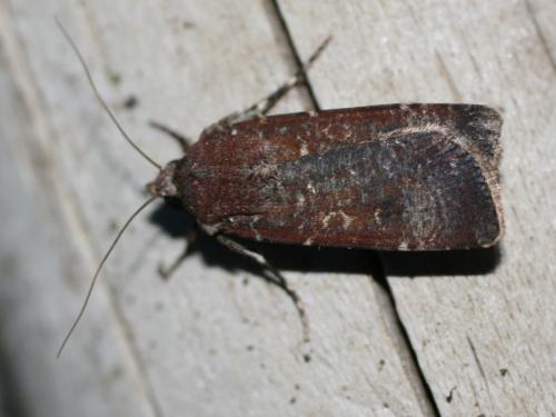 Réf. 25 214 : Agrotis trux