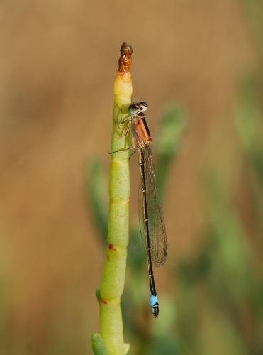 Réf. 25 139 : Ischnura sp.