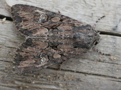 Mniotype sp.