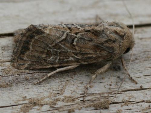 Réf. 25 284 : Luperina dumerilii