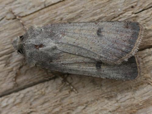 Agrotis trux