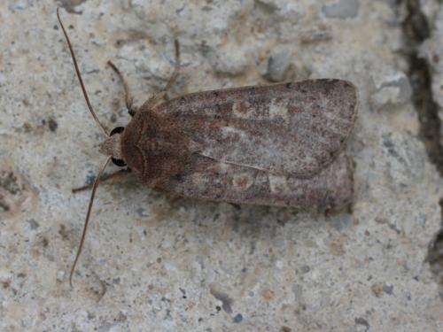 Xestia xanthographa