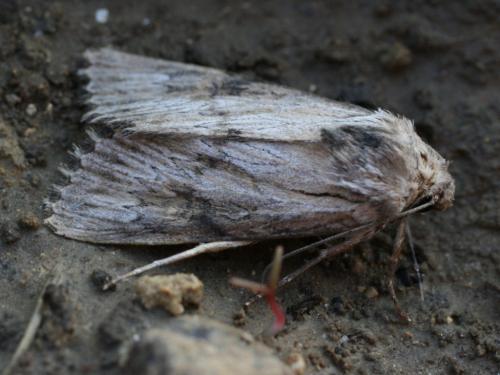 Aporophyla australis