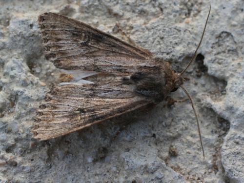 Aporophyla australis