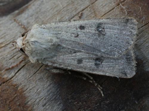 Agrotis trux