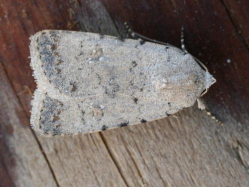Caradrina clavipalpis