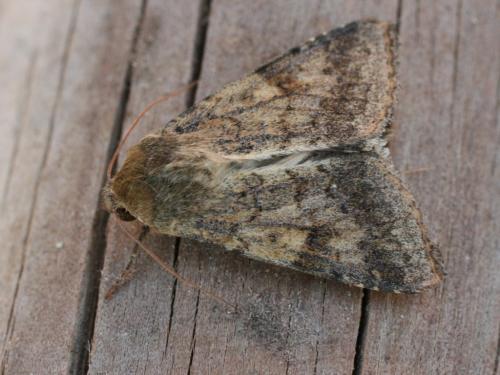 Réf. 25 780 : Helicoverpa armigera