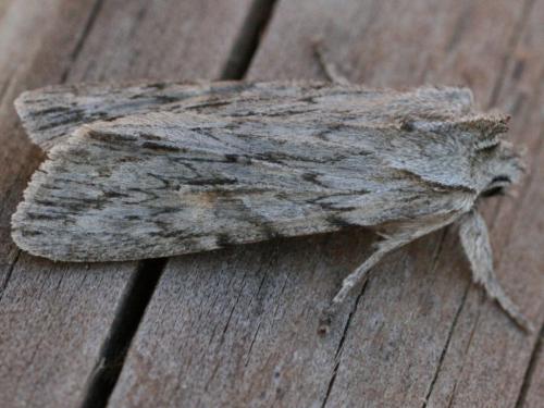 Lithophane leautieri