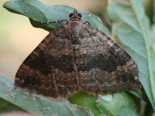 Réf. 25 926 : Larentia malvata